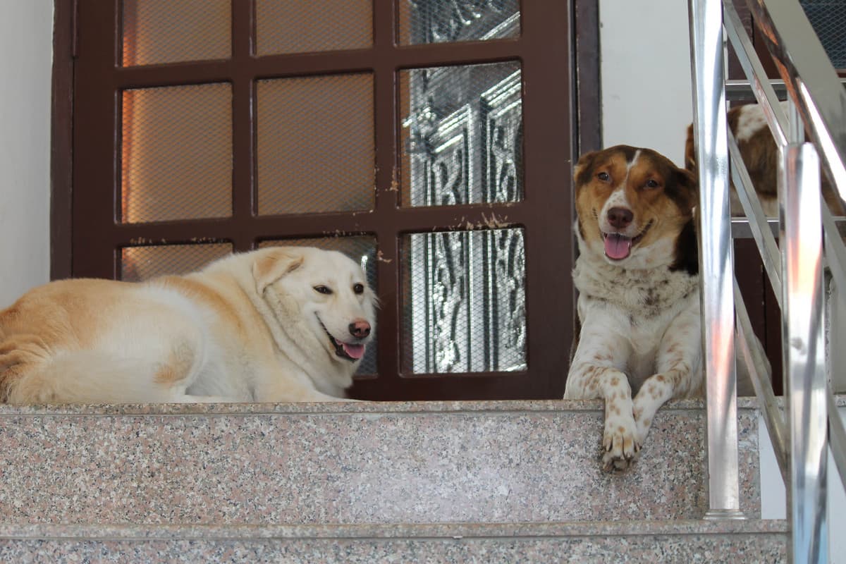My Doggos